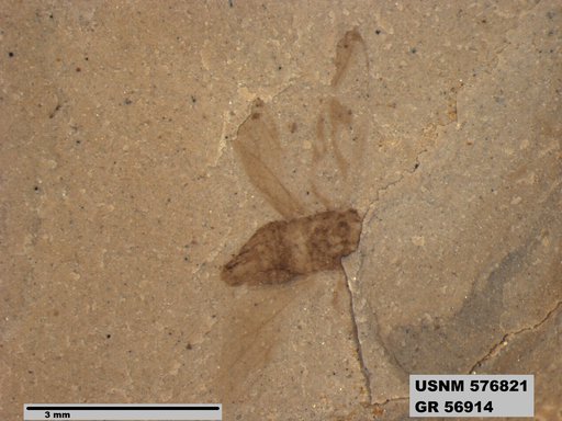 Genus sp