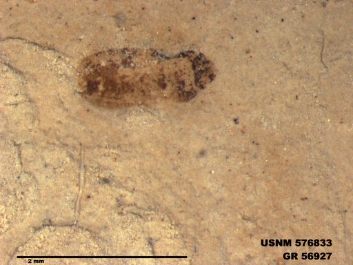 Insecta