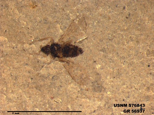 Insecta