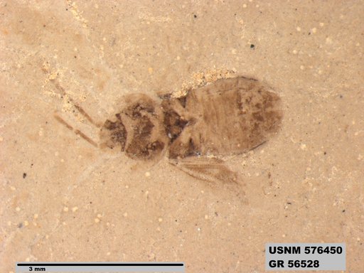 Genus sp
