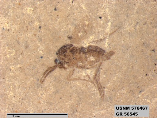Insecta