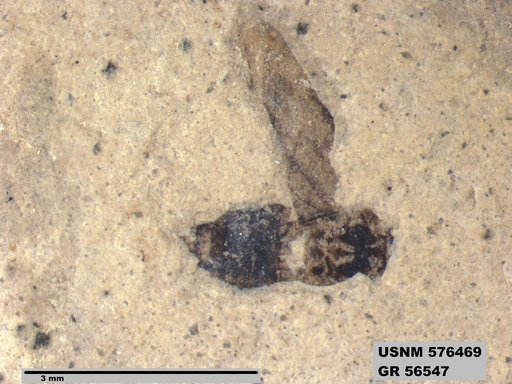 Insecta
