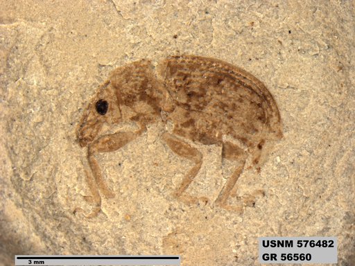 Genus sp