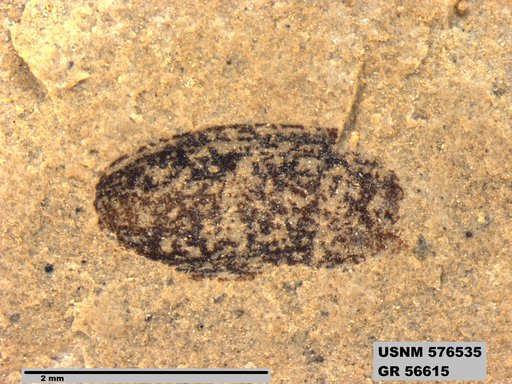 Insecta