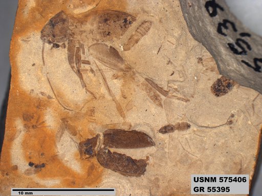 Genus sp