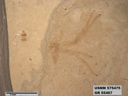 Insecta