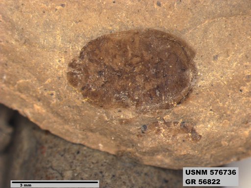 Insecta