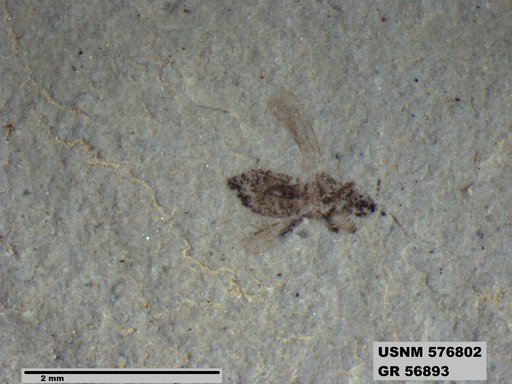 Insecta