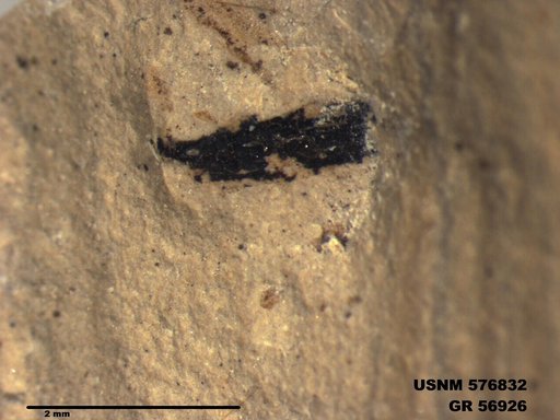 Insecta