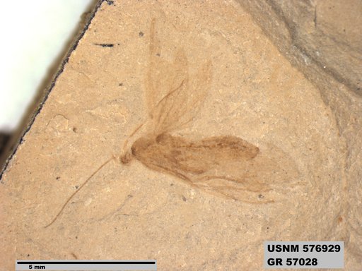 Insecta