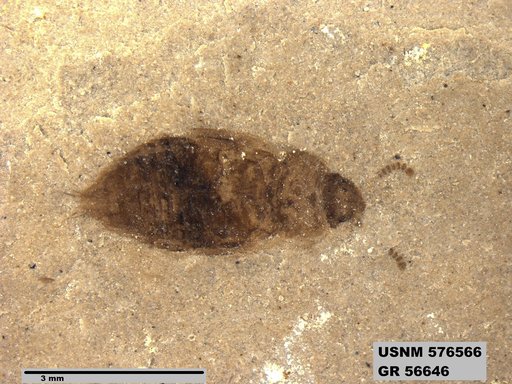 Insecta