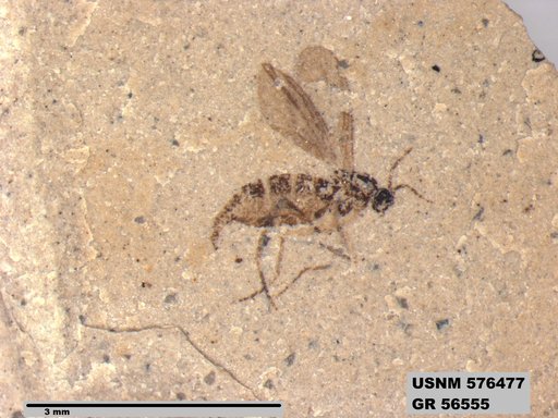 Insecta