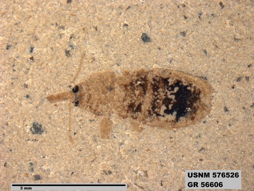 Insecta