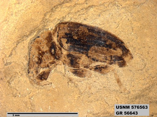 Insecta