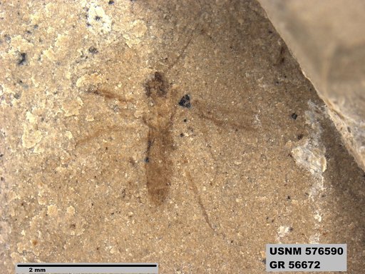 Insecta