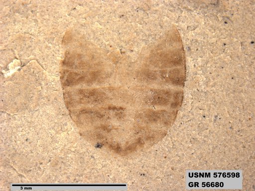 Genus sp