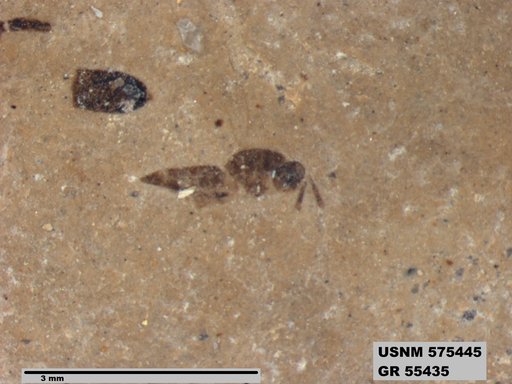 Genus sp