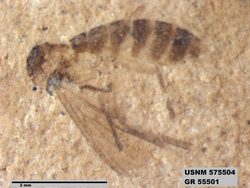 Insecta