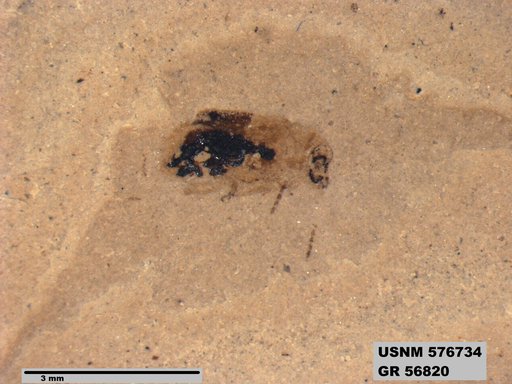 Insecta