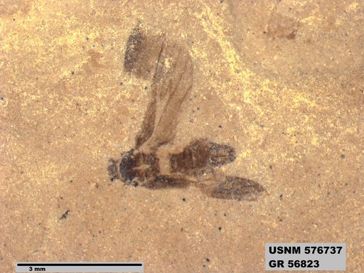 Genus sp