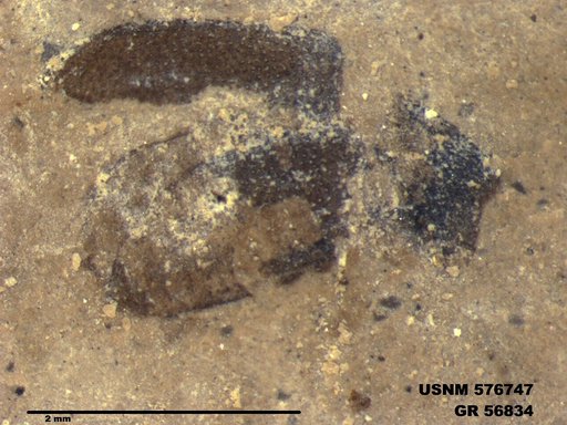 Insecta