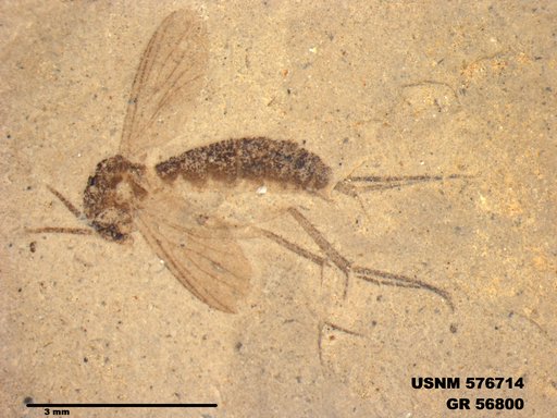 Insecta