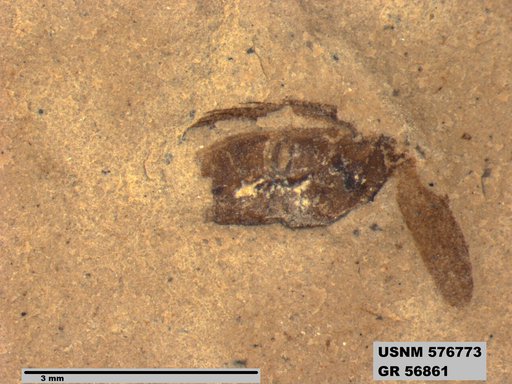 Insecta