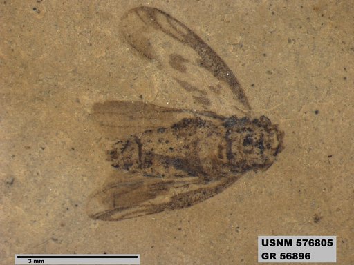 Genus sp