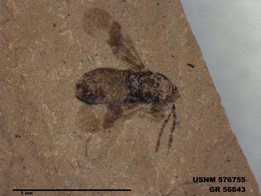 Genus sp