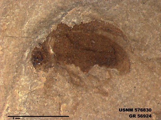 Insecta