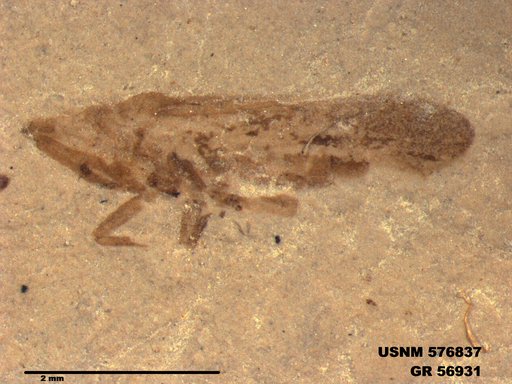 Genus sp
