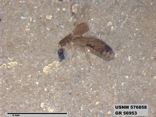 Insecta