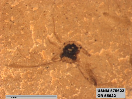 Insecta