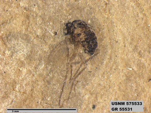 Insecta