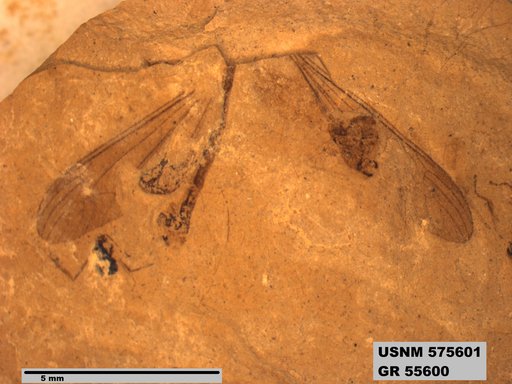 Genus sp