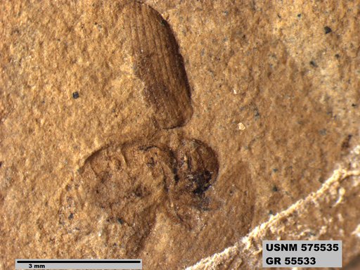 Insecta