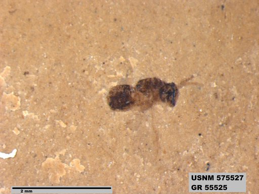 Insecta