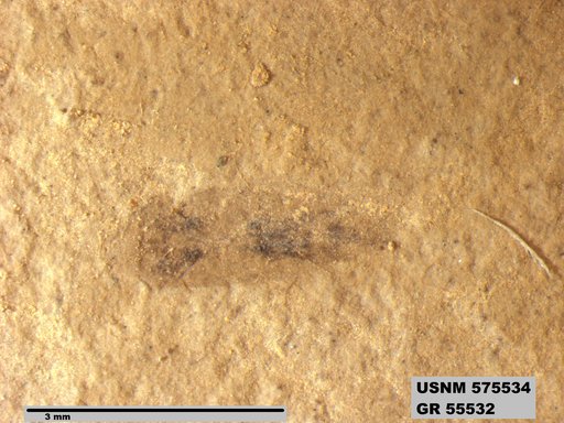 Insecta