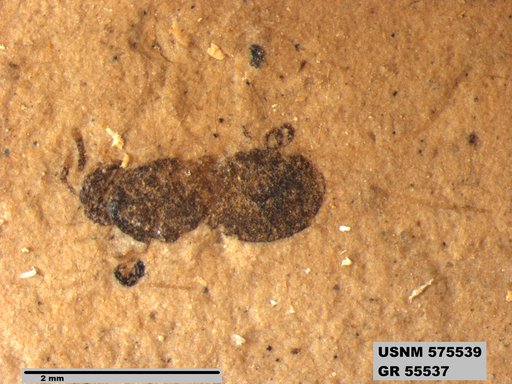 Insecta