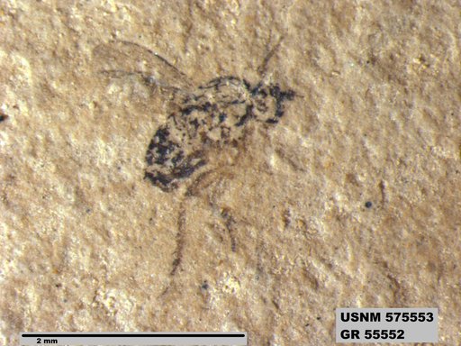 Insecta