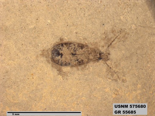 Insecta