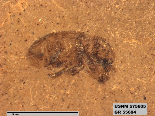 Insecta