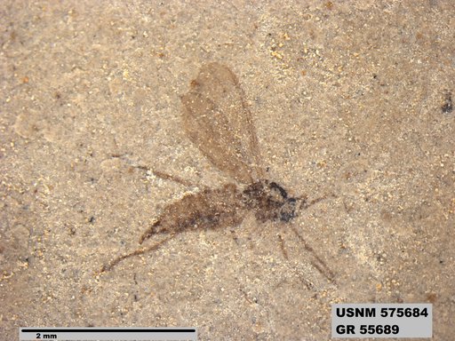 Insecta
