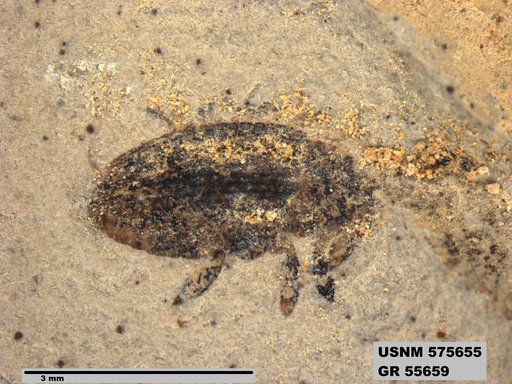 Insecta