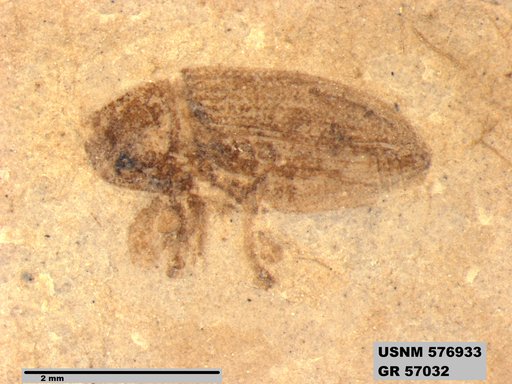 Insecta