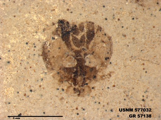 Insecta