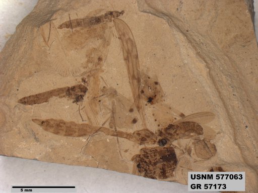 Genus sp