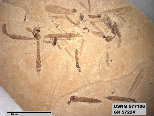 Insecta