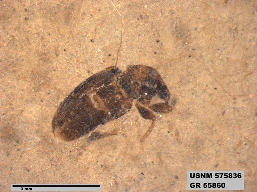 Insecta