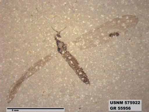 Insecta